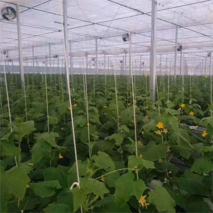 Greenhouse Hydroponic Plant With Cummber