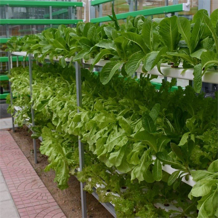 hydroponics technology China greenhouse