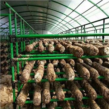 Пољопривреда Стакленик са више гљива