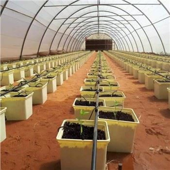 Бато холандска канта за стакленичку подлогу