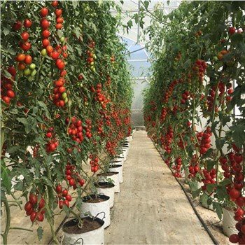 Стакленичка заштитна заштита од корова у земљи