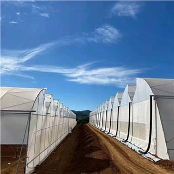 Хидропонски системи стакленика